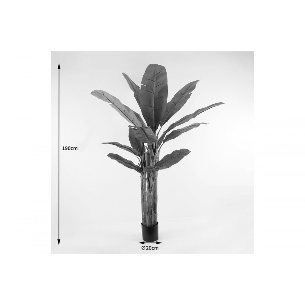 Διακοσμητικό φυτό σε γλάστρα "BANANA TREE" σε χρώμα πράσινο Φ53x190