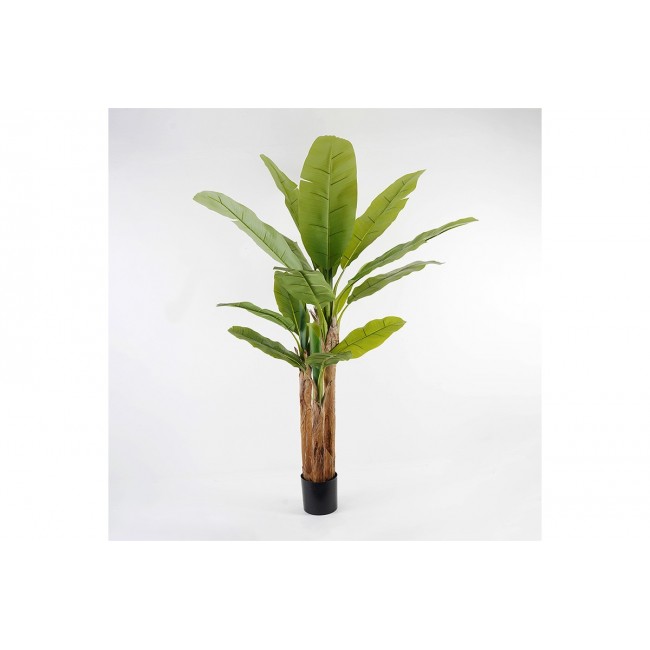Διακοσμητικό φυτό σε γλάστρα "BANANA TREE" σε χρώμα πράσινο Φ53x190