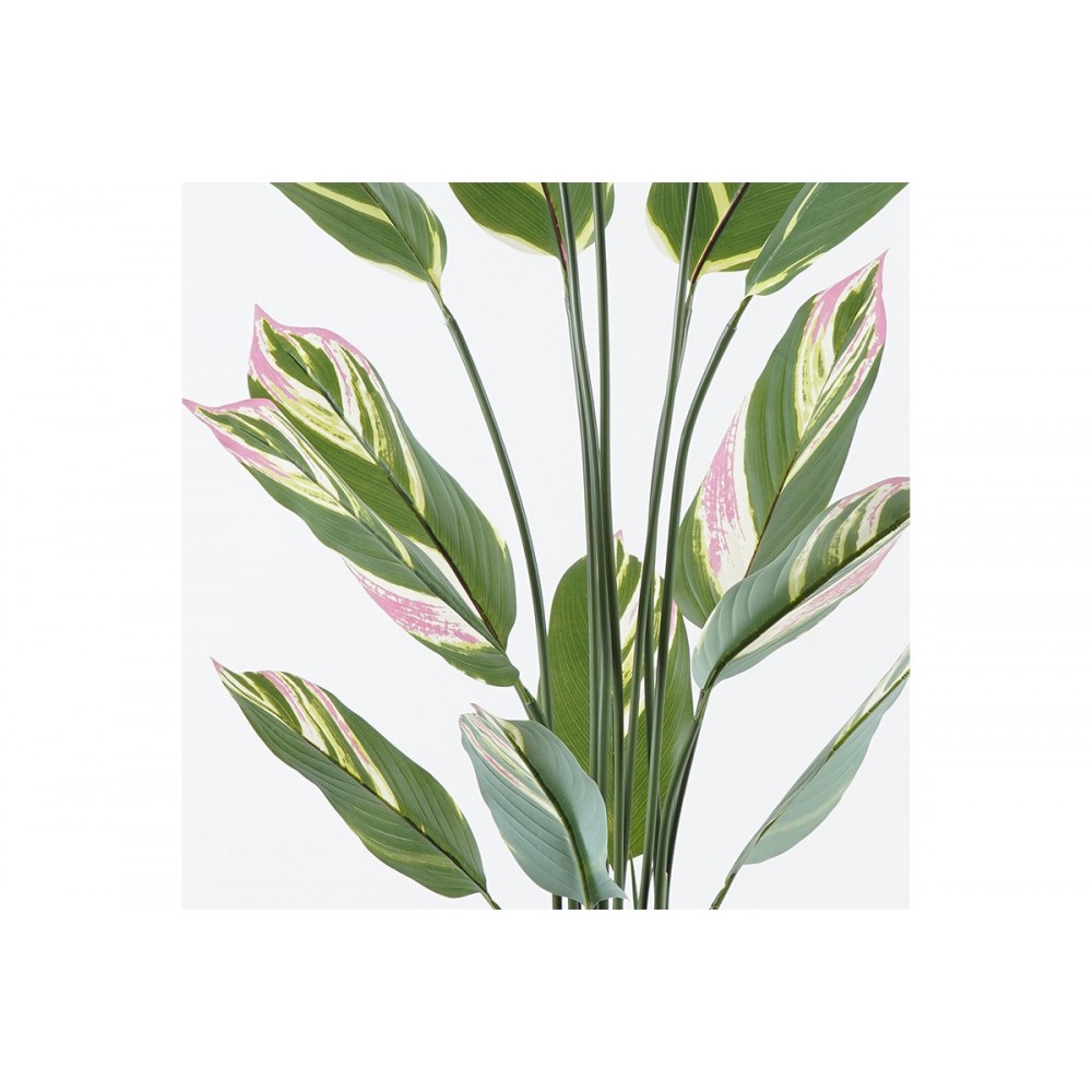 Διακοσμητικό φυτό σε γλάστρα "AGLAONEMA" σε χρώμα πράσινο Φ80x150