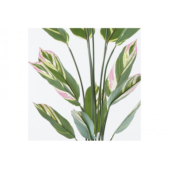 Διακοσμητικό φυτό σε γλάστρα "AGLAONEMA" σε χρώμα πράσινο Φ80x150