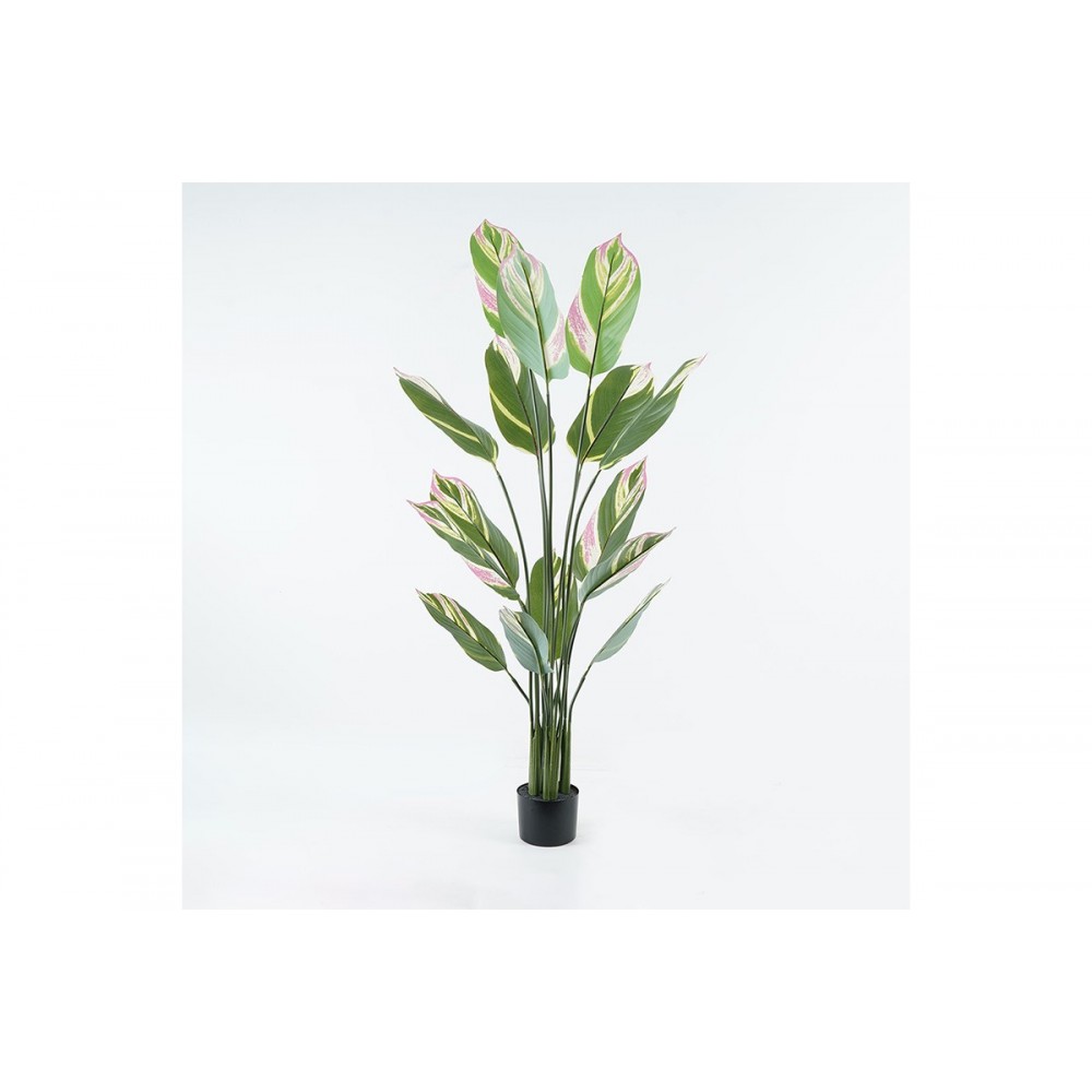 Διακοσμητικό φυτό σε γλάστρα "AGLAONEMA" σε χρώμα πράσινο Φ80x150