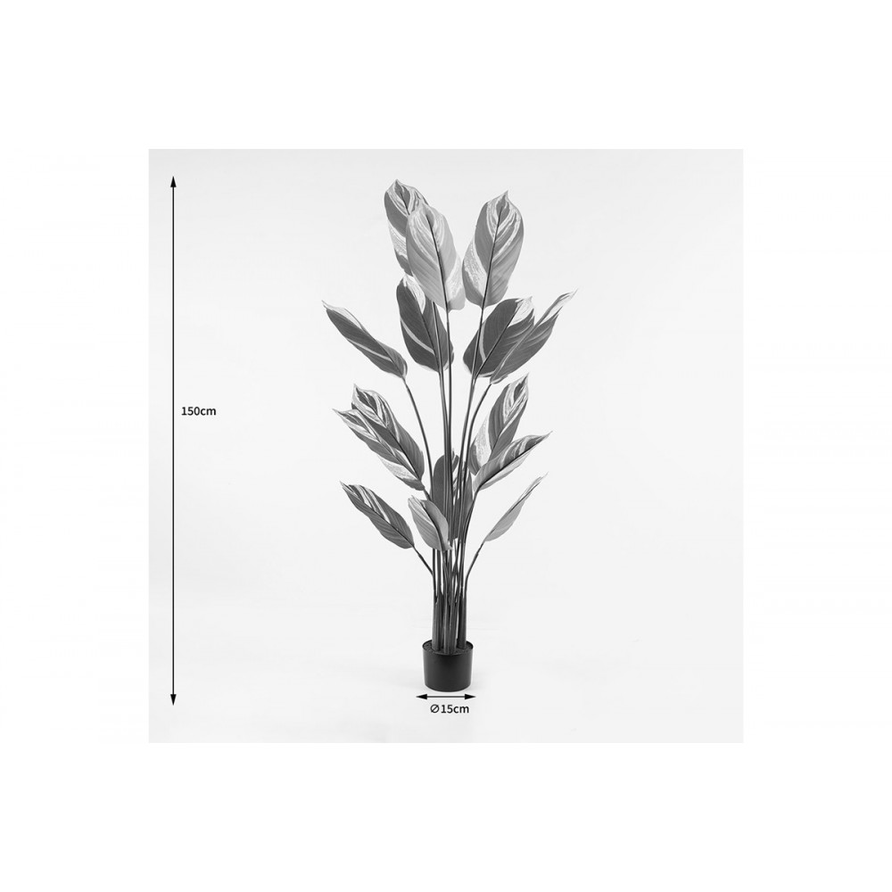 Διακοσμητικό φυτό σε γλάστρα "AGLAONEMA" σε χρώμα πράσινο Φ80x150