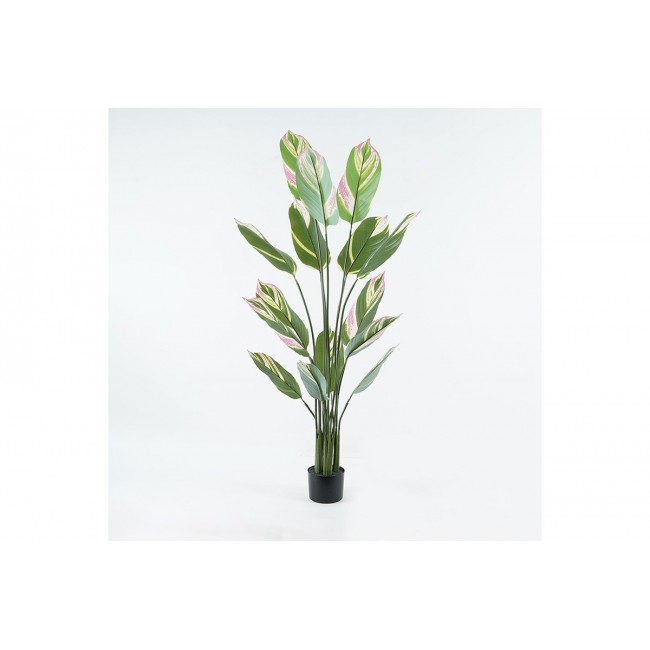 Διακοσμητικό φυτό σε γλάστρα "AGLAONEMA" σε χρώμα πράσινο Φ80x150