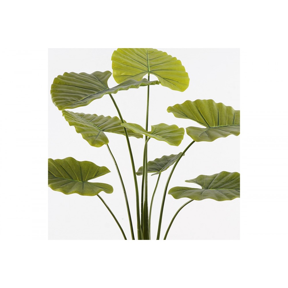 Διακοσμητικό φυτό σε γλάστρα "ALOCASIA" σε χρώμα πράσινο Φ90x120