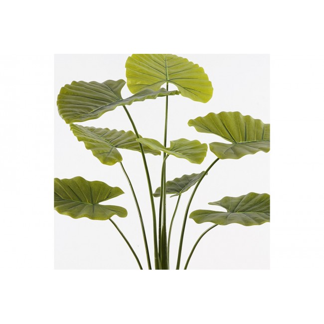 Διακοσμητικό φυτό σε γλάστρα "ALOCASIA" σε χρώμα πράσινο Φ90x120