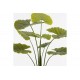 Διακοσμητικό φυτό σε γλάστρα "ALOCASIA" σε χρώμα πράσινο Φ90x120
