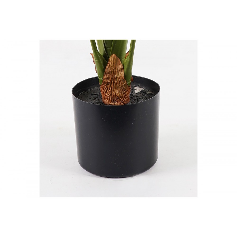 Διακοσμητικό φυτό σε γλάστρα "ALOCASIA" σε χρώμα πράσινο Φ90x120