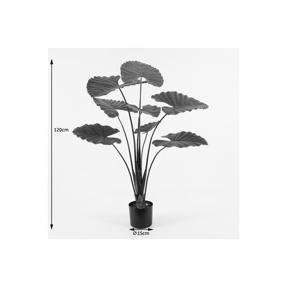 Διακοσμητικό φυτό σε γλάστρα "ALOCASIA" σε χρώμα πράσινο Φ90x120