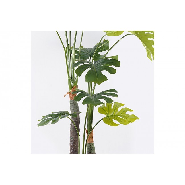 Διακοσμητικό φυτό σε γλάστρα "DELICIOSA I" σε χρώμα πράσινο Φ90x160