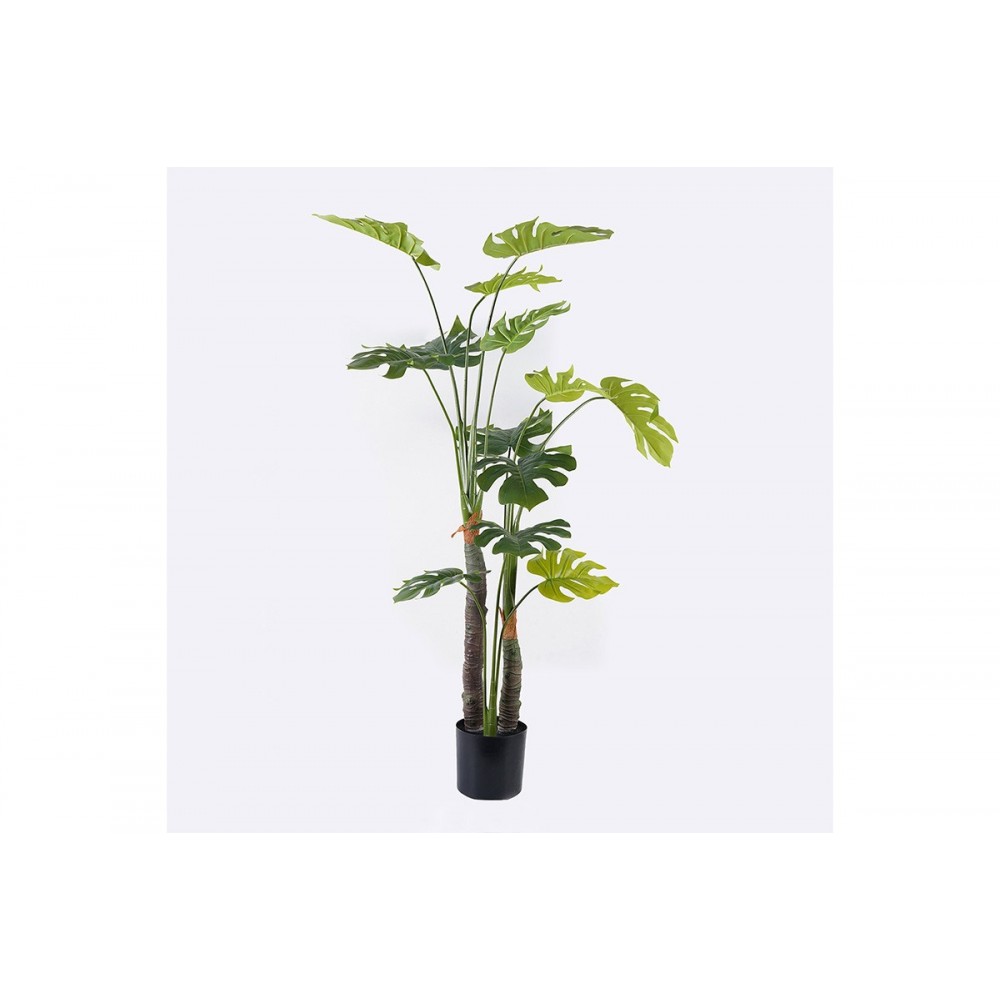 Διακοσμητικό φυτό σε γλάστρα "DELICIOSA I" σε χρώμα πράσινο Φ90x160