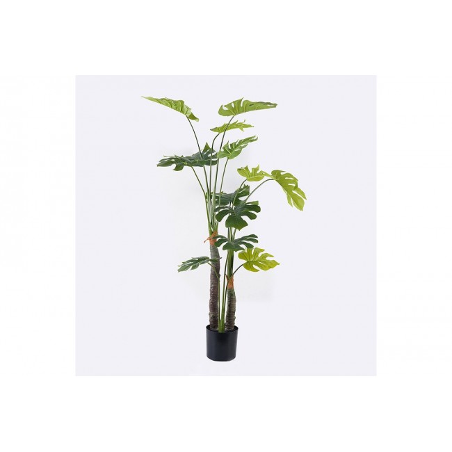 Διακοσμητικό φυτό σε γλάστρα "DELICIOSA I" σε χρώμα πράσινο Φ90x160