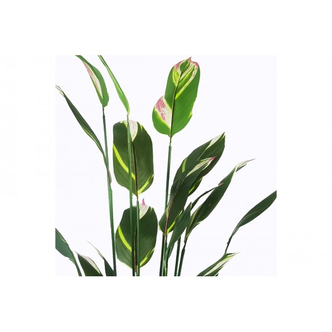 Διακοσμητικό φυτό σε γλάστρα "LUCKY I" σε χρώμα πράσινο Φ80x210